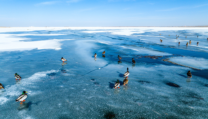 金塔：候鳥(niǎo)見(jiàn)證生態(tài)美